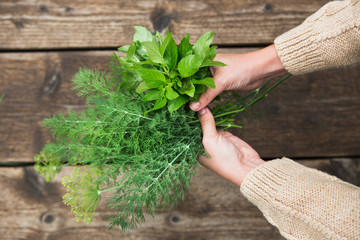In the hands of fresh parsley, dill and mint. Close-up of female hands with garden plants.
