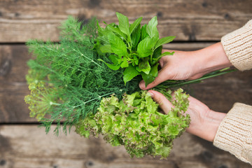 Naklejka na ściany i meble In the hands of fresh parsley, dill and mint. Close-up of female hands with garden plants.