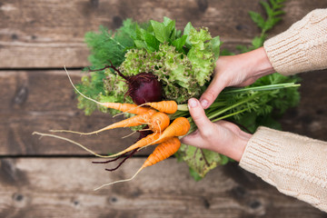 In the hands of fresh carrots, beets, parsley, dill and mint. Close-up of female hands with vegetables. - obrazy, fototapety, plakaty