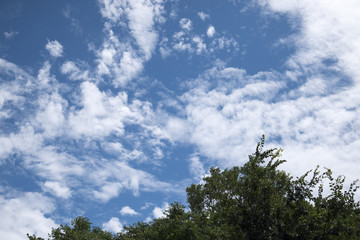 木と空と雲、青い夏の日