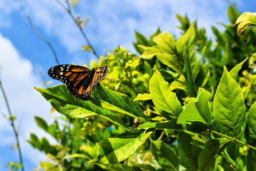 Butterfly in a Tree