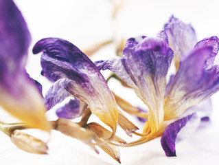 Fototapeta na wymiar Dried purple and yellow flowers on white background. 