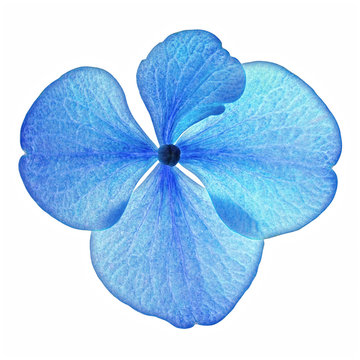 Fototapeta Single blue hydrangea flower in closeup isolated on a white background