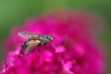 Fliege auf Sommerflieder Nahaufnahme