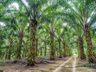 palm farm