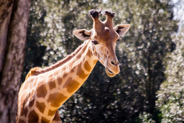 giraffe
