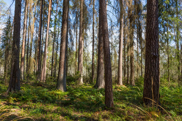 Early morning in the forest with dead spruces still standing