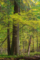 Autumnal landscape of natural forest with lying dead trees