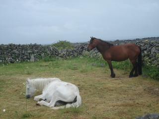 Irish Nature