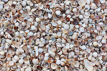 Sea shells on summer sandy beach. Tropical background with sea shells. Cockle-shell collected on coast. Wall build of sea shells