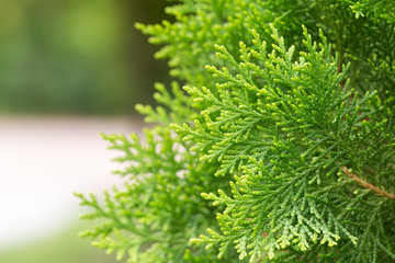 Close up leaves of pine tree or Oriental Arborvitae with space