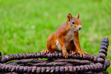 Squirrel collecting walnuts from basket