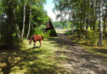 koń © Sawek