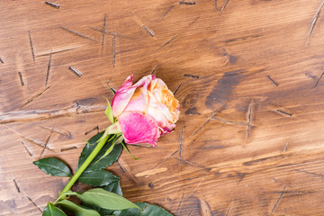 Naklejka na ściany i meble rose on the wooden
