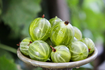 Bright, juicy gooseberries