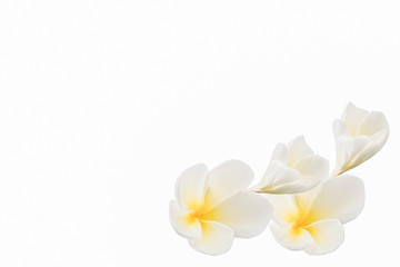 white frangipani flowers, Frangipani, Pagoda tree or Temple tree, plumeria