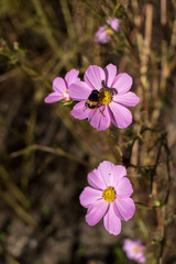 Bee and Cateroillar on Pink Cosmos at Garden in October
