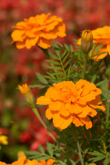 Fully Bloomed Colorful Marigold at Garden in October