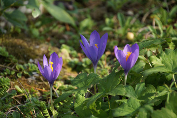 Krokusse 05484