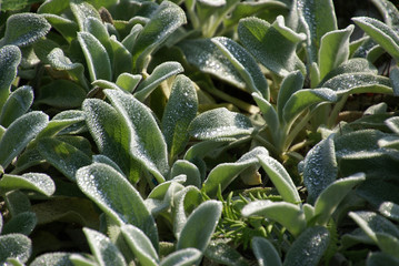 Kuschelige Blätter mit Tau 05498