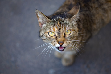 Homeless cat in the city