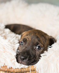 Mix breed brindle puppy canine dog lying down on soft white blanket looking happy, pampered, hopeful, sweet, friendly, cute, adorable, spoiled,