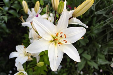White lily growing in a private garden.