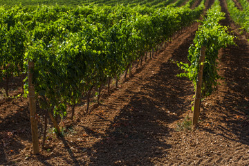 Fototapeta na wymiar Vineyard in tuscany
