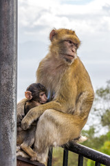 Makaken-Weibchen mit Baby auf einem Gel&auml;nder