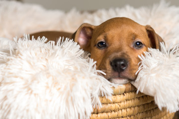 Mix breed tan brown puppy canine dog lying down on soft white blanket in basket looking happy, pampered, hopeful, sweet, friendly, cute, adorable, spoiled - 166899526