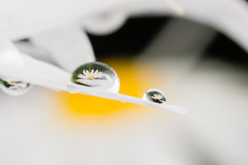 dew on a Daisy