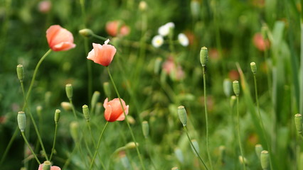 Long-headed poppy