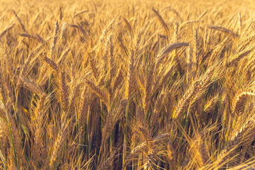 Wheat ears at sunset