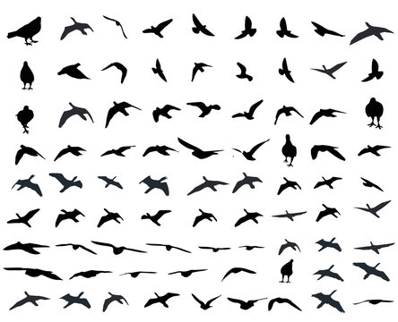 Flying birds and silhouettes on white background. Vector illustration. isolated bird flying. for tattoo graphic.