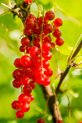 red currants around