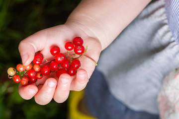 red currants in hand