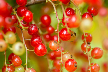 red currants around