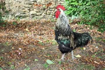 Coq qui chante