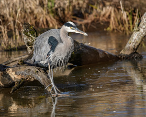 Great Blue Heron Wading in a Lagoon