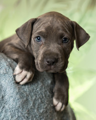 Mix breed grey with blue eyes puppy canine dog lying down on soft blue blanket looking happy, pampered, hopeful, sweet, friendly, cute, adorable, spoiled while making eye contact
