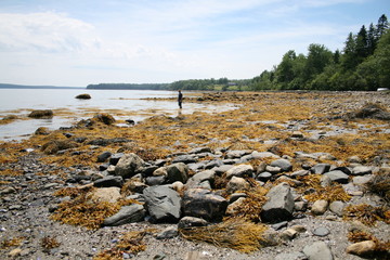 Maine Coast
