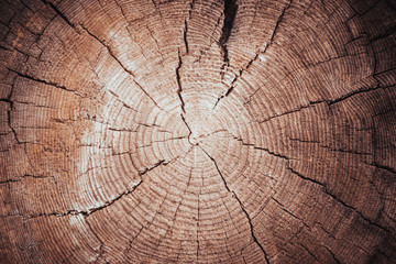Tree rings old weathered wood texture with the cross section of a cut log