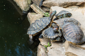 Obraz premium Red eared slider turtle. 