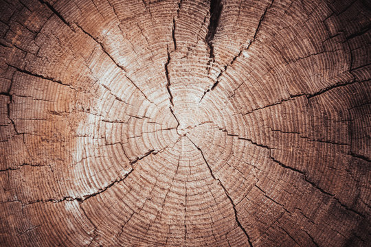 Tree Rings Old Weathered Wood Texture With The Cross Section Of A Cut Log