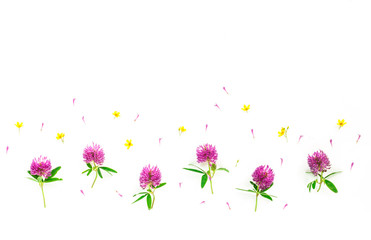 Flowers background. Lilac clover flowers on white background. Flat lay, top view