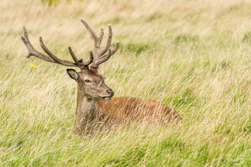 Red deer stag, lying in grass, head turned