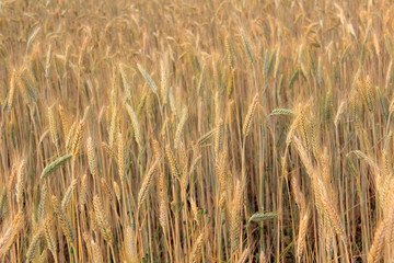 Beau champ d'épeautre