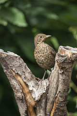 Juvenile black bird Turdus Merula fledgling in tree stump in forest landscape setting