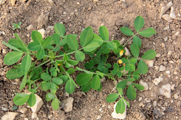 plantation de cacahuètes