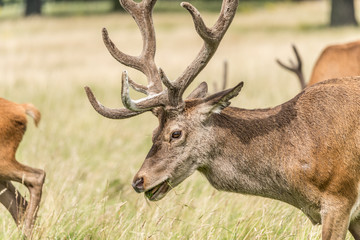 Red deer stag side view